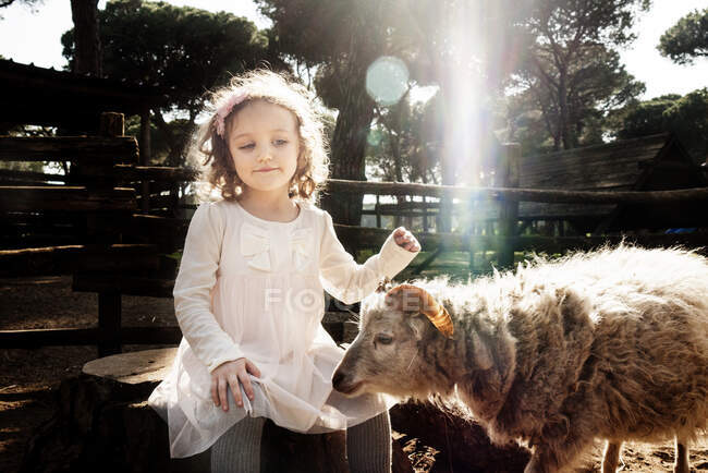 Menina sentada em uma caneta animal com uma ovelha, Itália — Fotografia de Stock