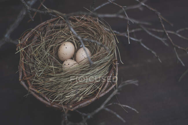 Пасхальное украшение с яйцами в птичьем гнезде — стоковое фото