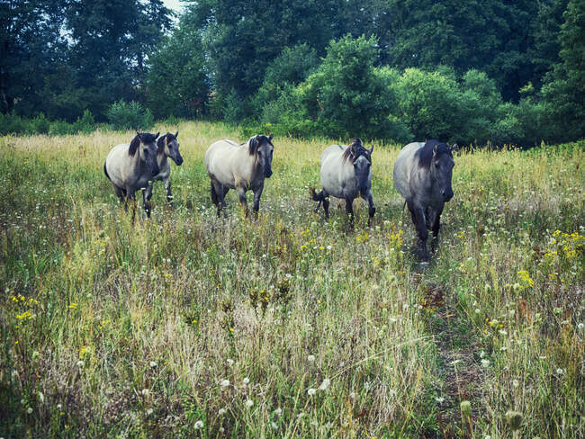 Cinco caballos caminando por un prado, Polonia - foto de stock