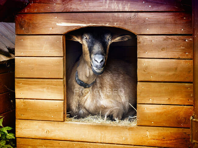 Portrait d'une chèvre assise dans un hangar à chèvres, Pologne — Photo de stock