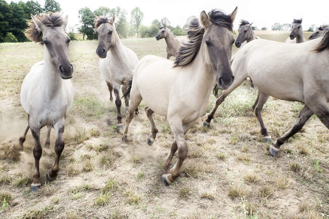 Herde weißer Pferde auf der Flucht, Polen — Stockfoto