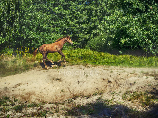 Caballo corriendo en un paisaje rural, Polonia - foto de stock