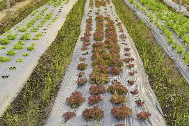 Légumes poussant dans une serre hydroponique, Thaïlande — Photo de stock