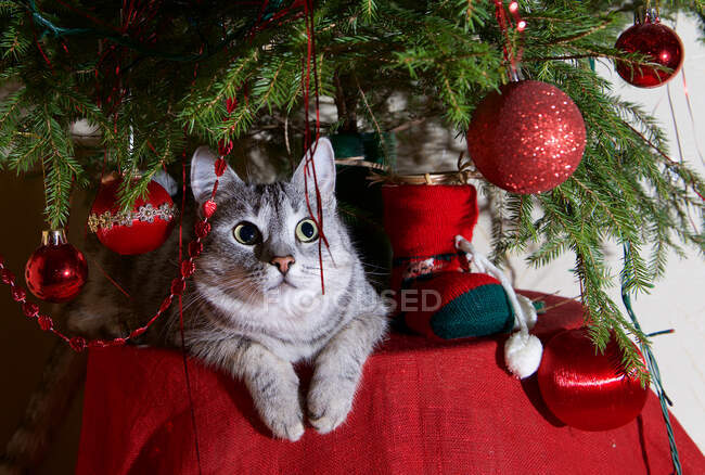 Gato cinza deitado em uma mesa sob uma árvore de Natal — Fotografia de Stock