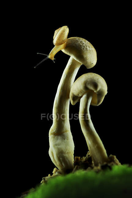 Primo piano di una lumaca su un fungo nella foresta, Indonesia — Foto stock