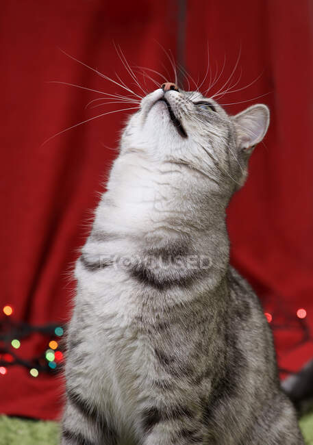Gato gris sentado al lado de luces de hadas mirando hacia arriba - foto de stock
