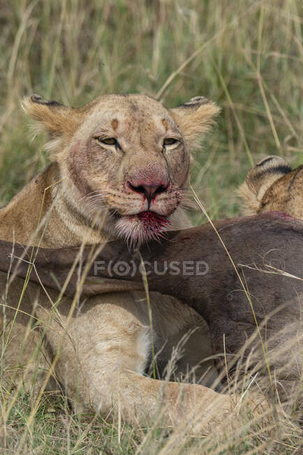 Левиця, що їсть свою здобич, Кенія. — стокове фото