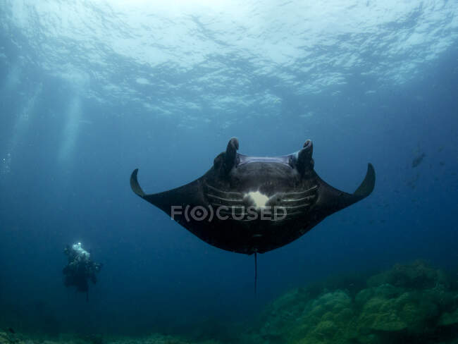 Taucher schwimmt mit schwarzem Manta im Ozean, Indonesien — Stockfoto