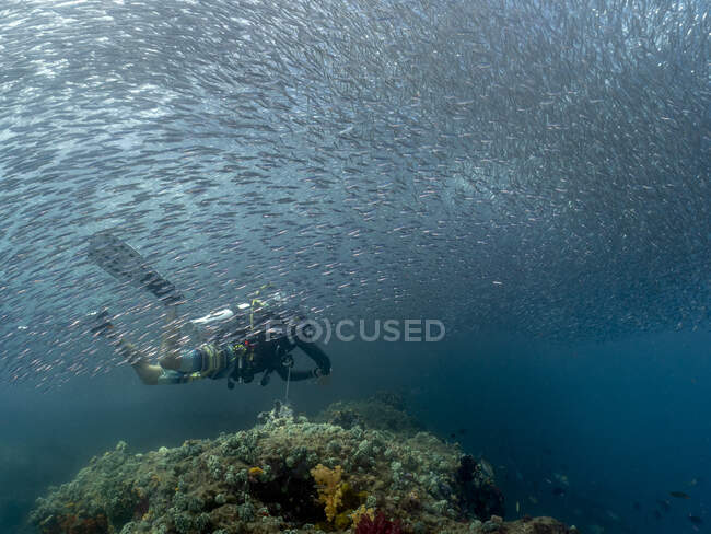 Buceador nadando con una escuela de peces sobre un arrecife de coral, Indonesia - foto de stock