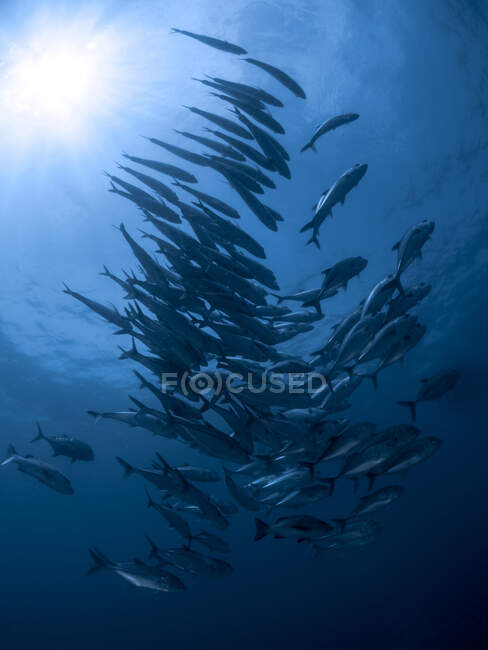 Schwarm von Schnappfischen im Ozean, Raya Ampa, Indonesien — Stockfoto