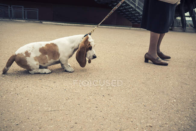 Mujer parada en la calle con un perro testarudo - foto de stock