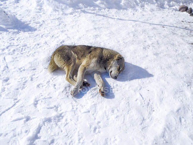 Dog lying in snow sleeping, Georgia — Stock Photo