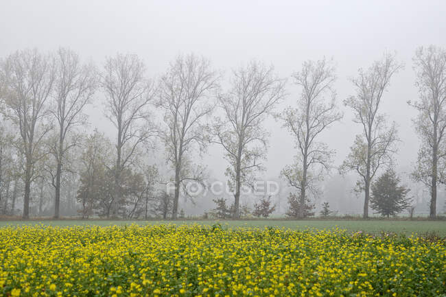 Row of trees along a rapeseed field in mist, East Frisia, Lower Saxony, Germany — Stock Photo