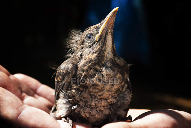 Close-up de um pássaro sentado na mão de uma pessoa, Itália — Fotografia de Stock