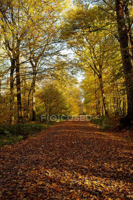 Sentiero alberato nella foresta, Frisia orientale, Bassa Sassonia, Germania — Foto stock
