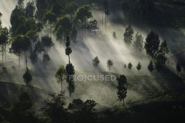 Arbres dans la brume, Mont Bromo, Java Est, Indonésie — Photo de stock