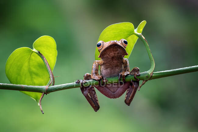 Rana arborícola de oreja borneo en una rama, Indonesia - foto de stock