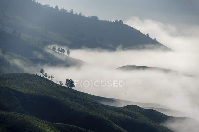 Alberi nella nebbia, Monte Bromo, Giava orientale, Indonesia — Foto stock