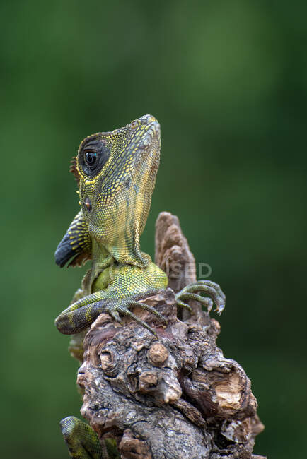 Lagarto anglehead en una rama mirando hacia arriba, Indonesia - foto de stock