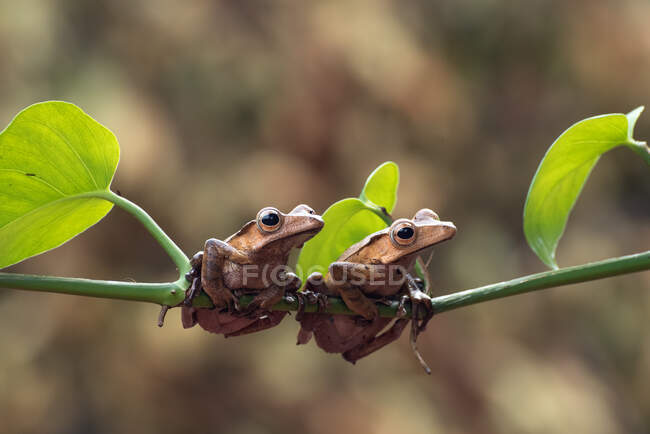 Two Borneo eared tree frogs on a branch, Indonesia — Stock Photo