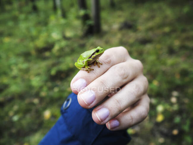 Primo piano di una rana miniatura su una mano, la Polonia — Foto stock