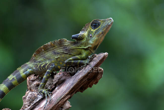 Lézard anglehead sur une branche levant les yeux, Indonésie — Photo de stock