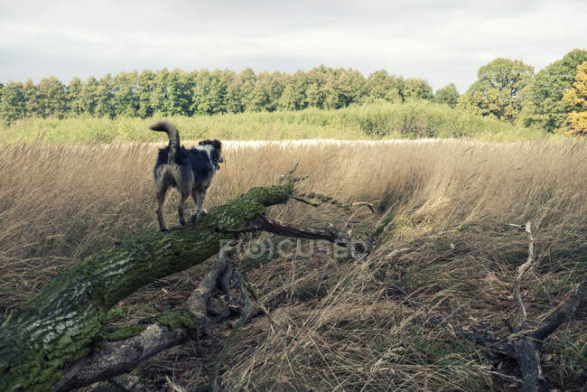 Hund steht auf einem umgestürzten Baumstamm, Polen — Stockfoto