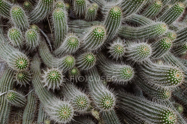 Close-up of a cactus, Morocco — Stock Photo