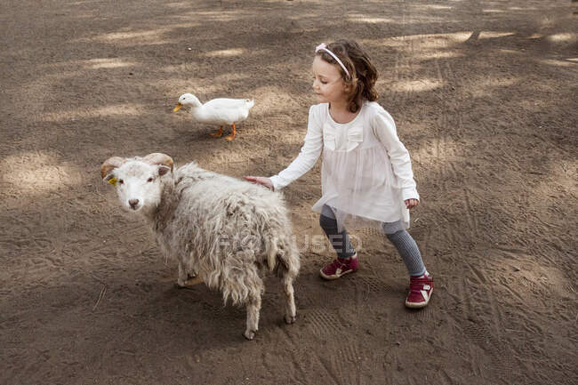 Chica acariciando una oveja - foto de stock