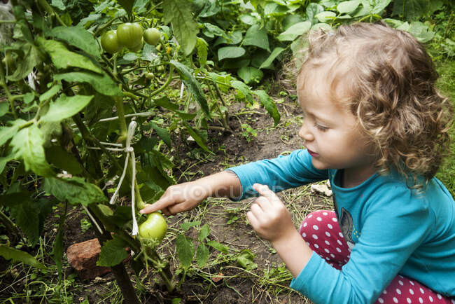 Mädchen hockt in einem Gemüsegarten und zeigt auf Tomatenpflanzen, Polen — Stockfoto