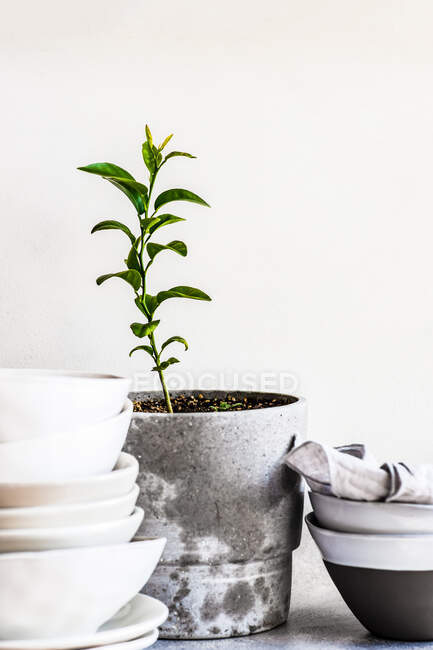 Stack of minimalist bowls and plates next to a pot plant — Stock Photo