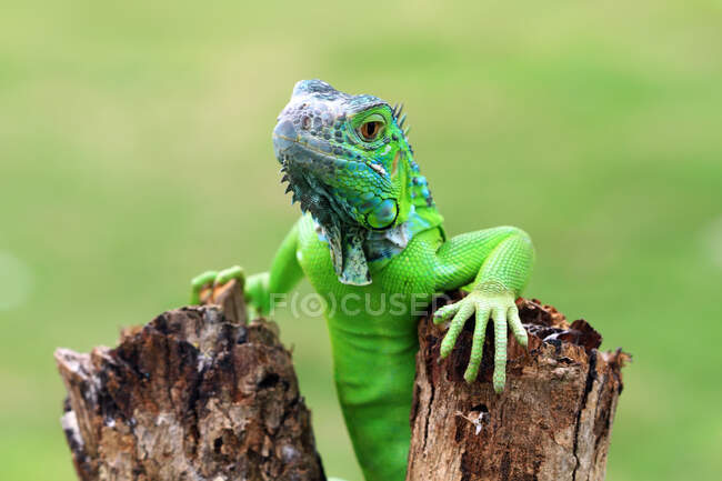 Retrato de una iguana de pie sobre una rama, Indonesia - foto de stock