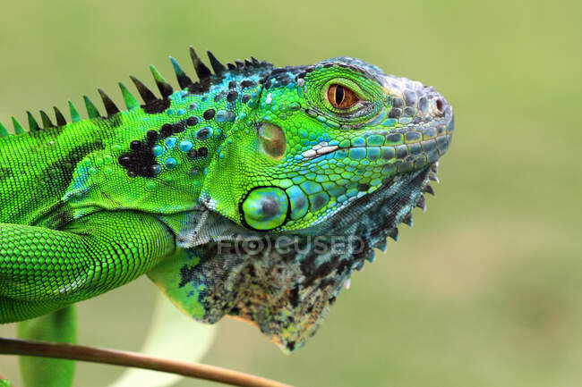 Retrato de close-up da cabeça de uma iguana, Indonésia — Fotografia de Stock