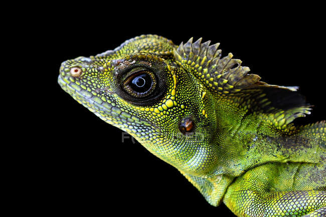 Primer plano de un lagarto anglehead, Indonesia - foto de stock
