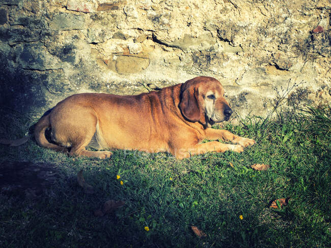 Retrato de un perro tumbado al sol junto a una pared, Italia - foto de stock