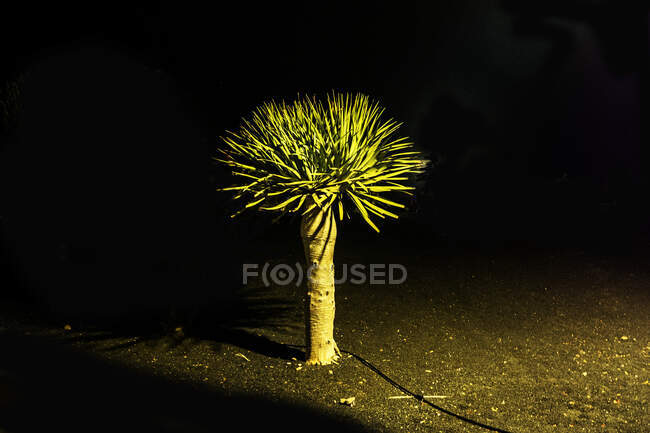 Palmier éclairé la nuit, Lanzarote, Îles Canaries, Espagne — Photo de stock