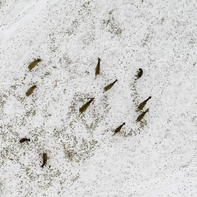 Vue aérienne de rennes marchant dans le paysage rural dans la neige, Lituanie — Photo de stock