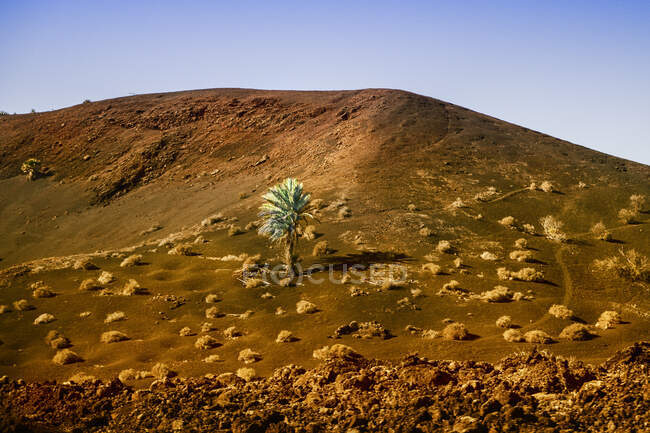 Palm tree in lava fields, Lanzarote, Canary Islands, Spain — Stock Photo
