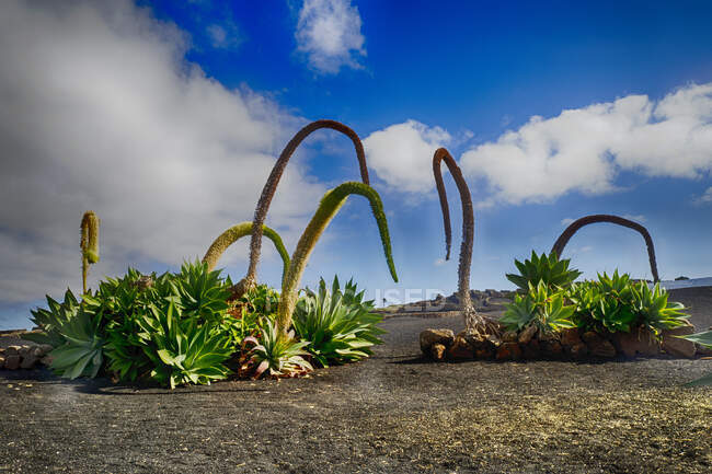 Giant plants growing in lava field, Lanzarote, Canary Islands, Spain — Stock Photo