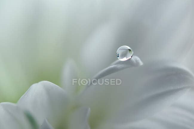 Крупный план капли утренней росы на лепестке цветка — стоковое фото
