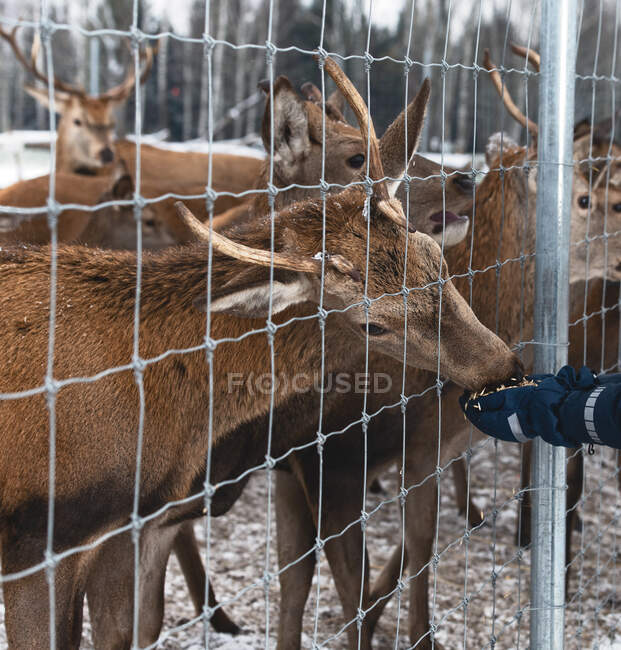 Особа, яка годує північного оленя в тваринному ручку (Литва). — стокове фото