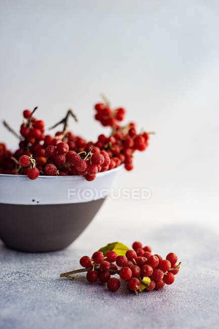 Ripe silver buffaloberry in a bowl on white concrete background — Stock Photo