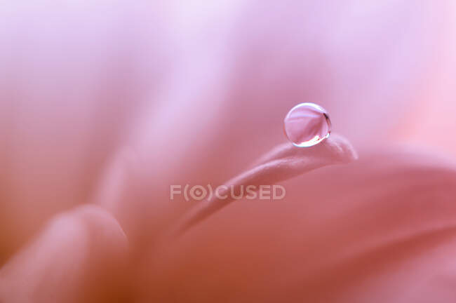 Gros plan d'une gouttelette de rosée matinale sur un pétale de fleur — Photo de stock