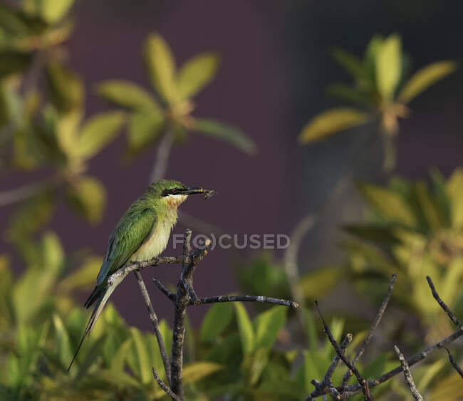 Kingfisher empoleirado em um ramo, Sri Lanka — Fotografia de Stock