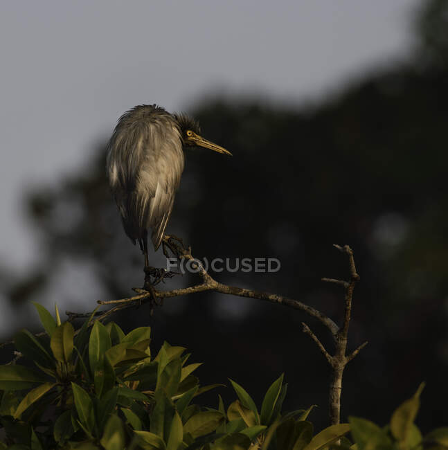 Grey heron perched on a branch, Sri Lanka — Stock Photo