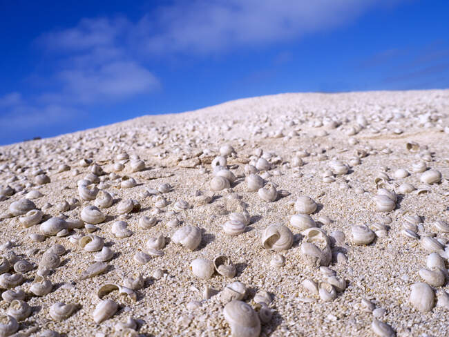 Coquillages vides sur la plage, Graciosa, Îles Canaries, Espagne — Photo de stock