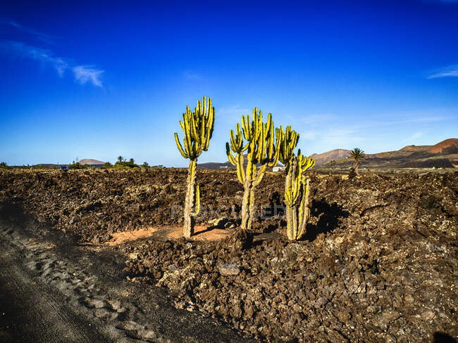Cactus en un campo de lava, Lanzarote, Islas Canarias, España - foto de stock