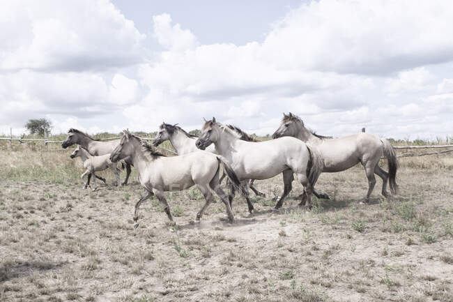 Стадо лошадей, гуляющих по сельской местности, Польша — стоковое фото