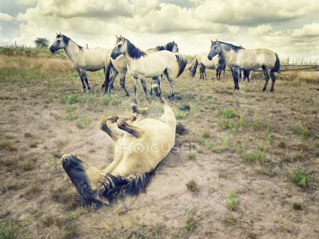 Cavallo che rotola sulla schiena davanti ad altri cavalli, Polonia — Foto stock