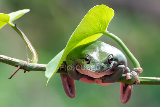 Австралійська біла деревна жаба на гілці (Індонезія). — стокове фото